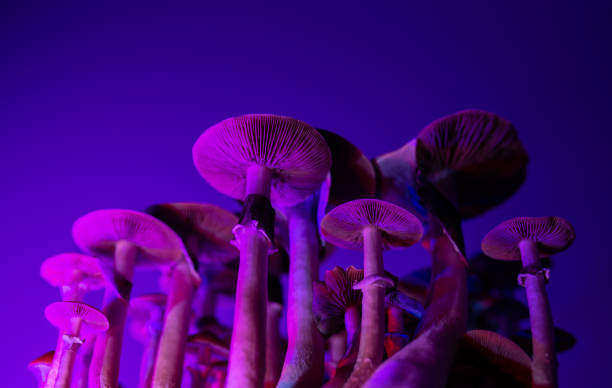 mushrooms an aphrodisiac